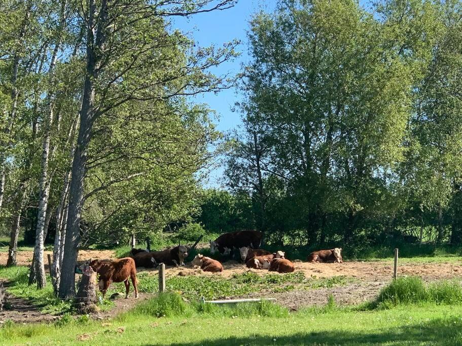 VejbyKongsholmlund. Enjoy The Countryside.公寓 外观 照片