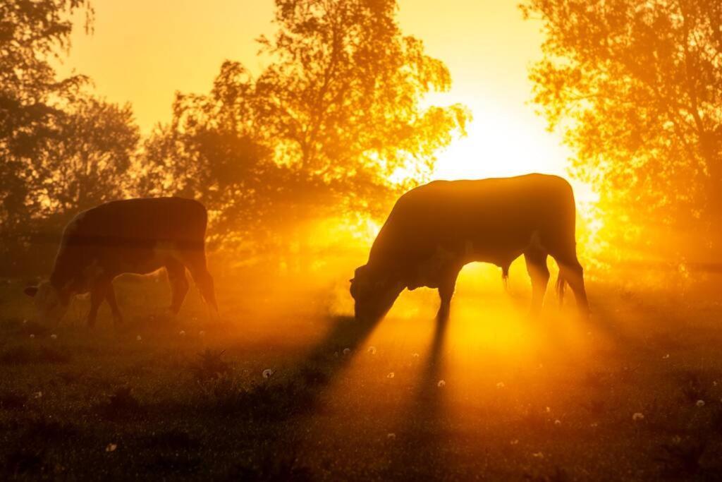 VejbyKongsholmlund. Enjoy The Countryside.公寓 外观 照片